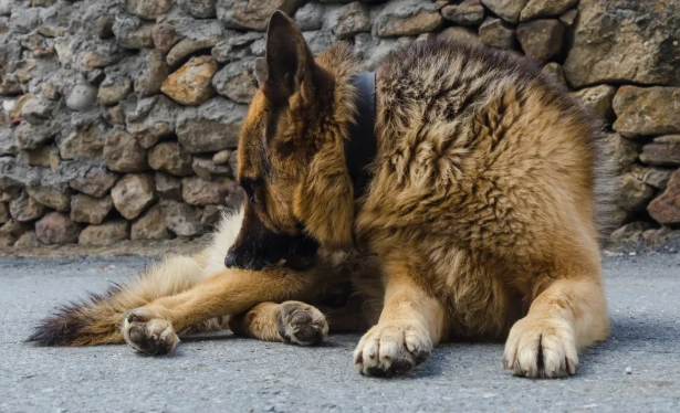 驅蟲藥不良反應 驅蟲藥不良反應
