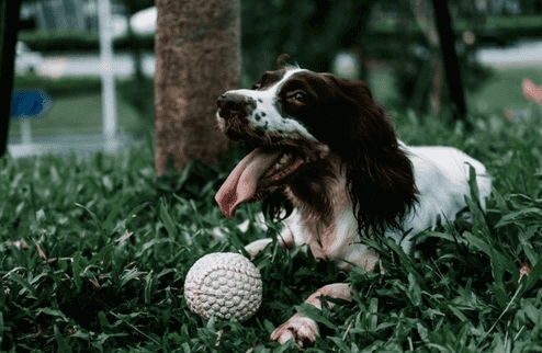 狗口水過多處理 狗口水過多處理