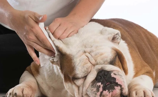 犬耳垢黑色原因