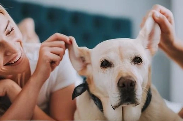 狗討厭被摸的部位