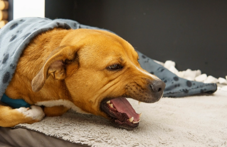 狗狗噎到症狀 狗狗噎到症狀