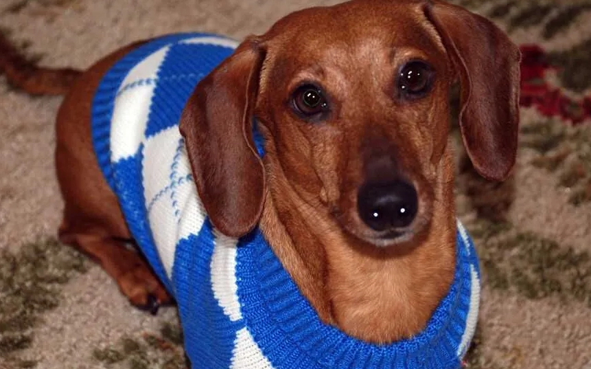 狗狗走路怪怪原因 狗狗走路怪怪原因