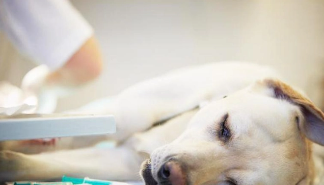 狗肺腫瘤症狀 狗肺腫瘤症狀