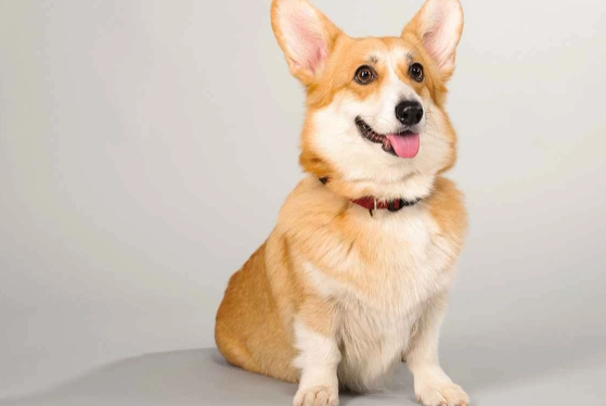 寵物肛腺發炎醫療成本