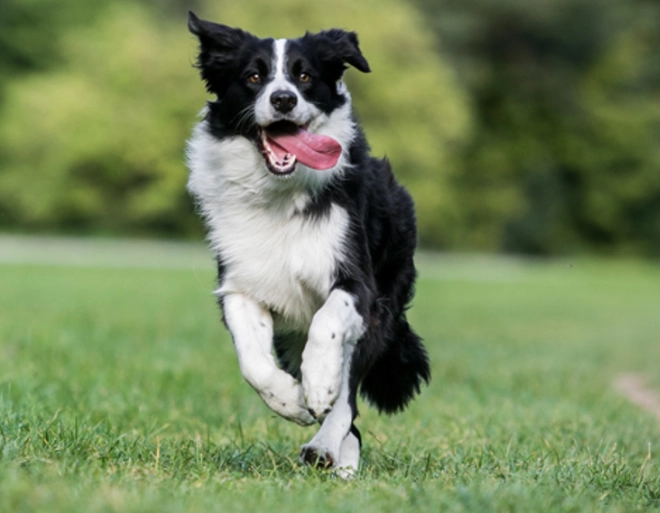 狗狗腫瘤治療 狗狗腫瘤治療