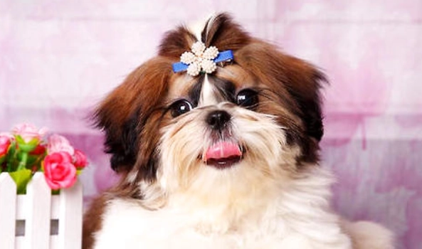 西施犬飼養方法