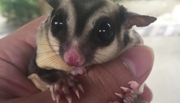 蜜袋鼯放風時間