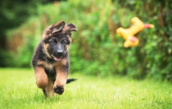 狗狗無法站立原因 狗狗無法站立原因