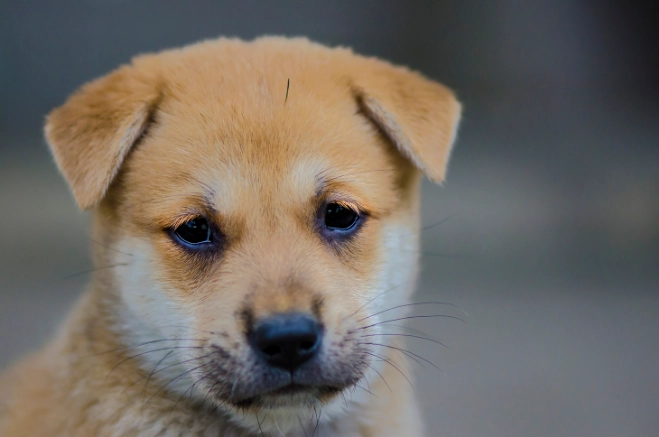 狗狗蛔蟲藥推薦