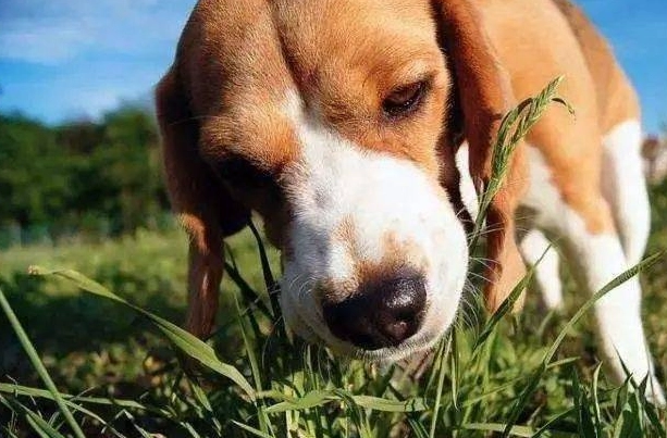 狗狗伸舌頭原因