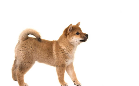 狗狗站立行為 狗狗站立行為