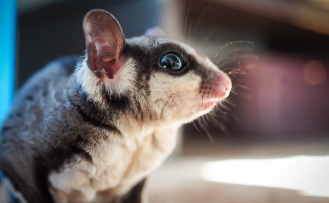 蜜袋鼯飼養指南 蜜袋鼯飼養指南
