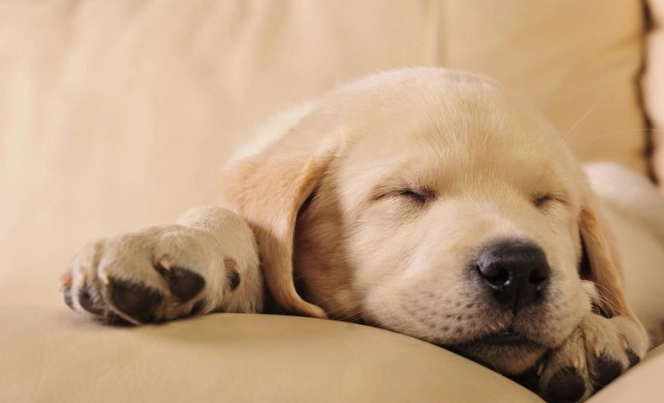 寵物皮膚問題 寵物皮膚問題