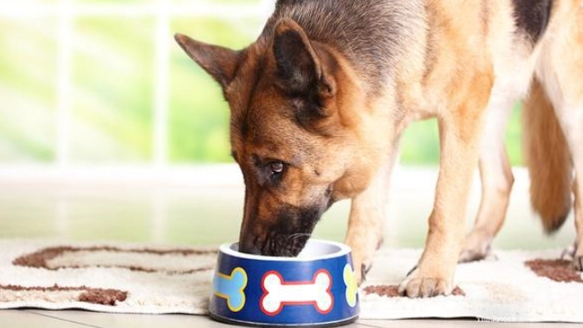 狗討厭被摸的部位