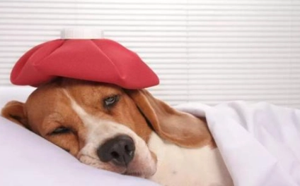 狗狗感冒治療 狗狗感冒治療