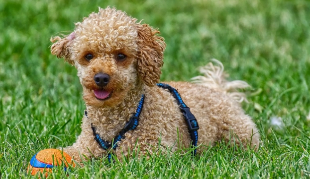 飼養比熊還是貴賓好