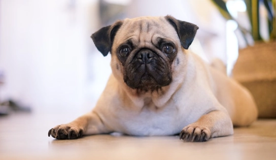 狗狗鼻孔整形價格