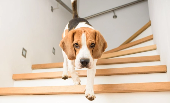 老年犬夜間行為 老年犬夜間行為