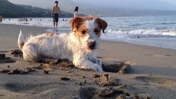 傑克羅素梗長毛特徵