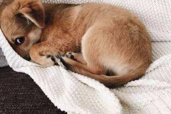 狗做錯事行為解讀