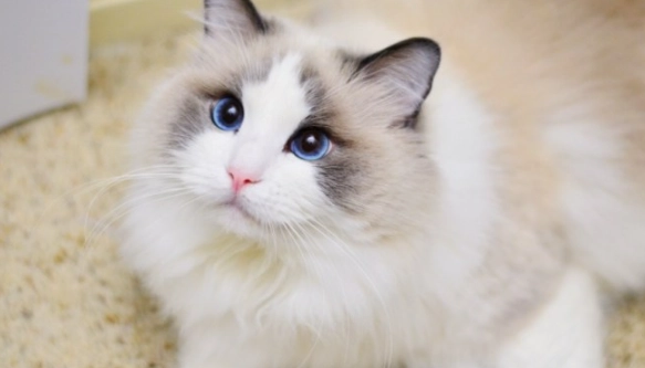 黏人貓品種 黏人貓品種