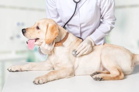 狗肺腫瘤預後 狗肺腫瘤預後