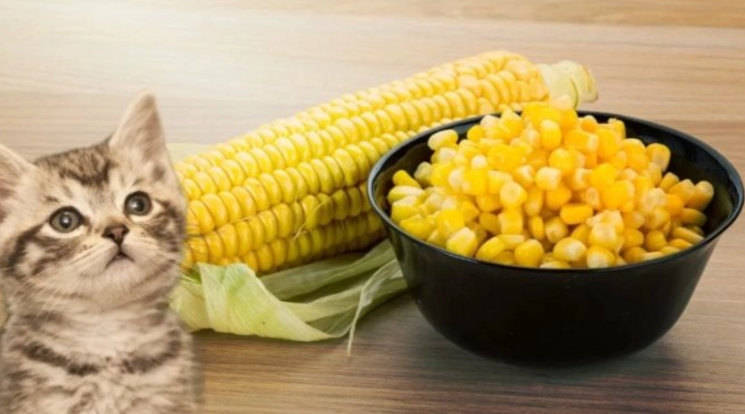 貓咪吃糯米玉米 貓咪吃糯米玉米