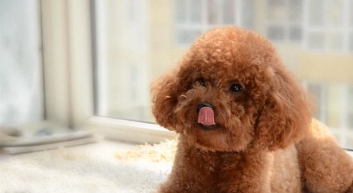 飼養比熊還是貴賓好