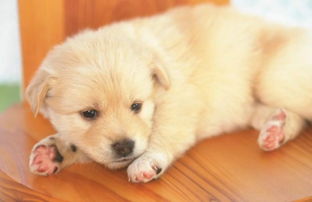 狗狗肉芽腫症狀