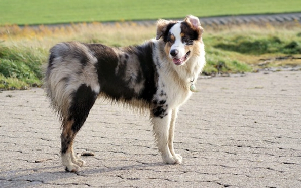 寵物傷口護理 寵物傷口護理