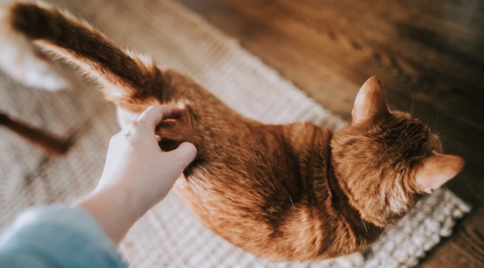 季節變化貓食慾