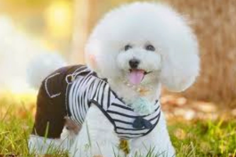 減少寵物掉毛 減少寵物掉毛