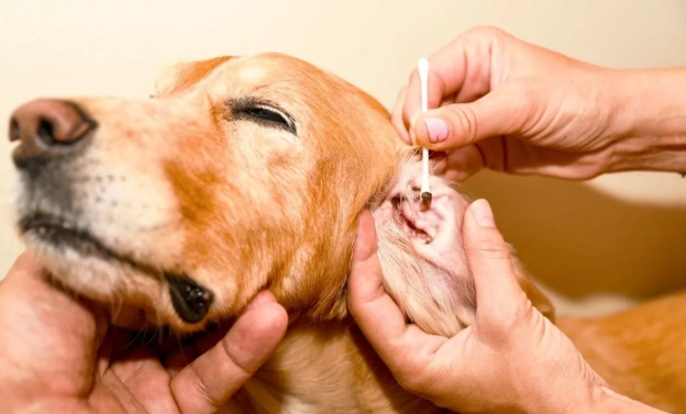 狗狗耳朵護理