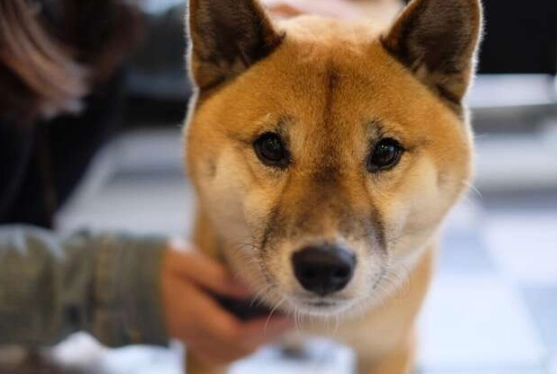 寵物皮膚瘤 寵物皮膚瘤