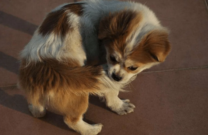 狗狗咬尾巴訓練