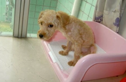 狗狗上廁所訓練方法