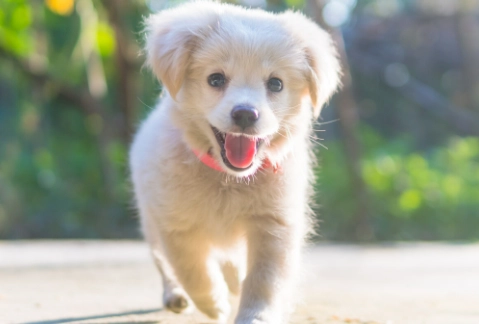 狗肉瘤症狀 狗肉瘤症狀