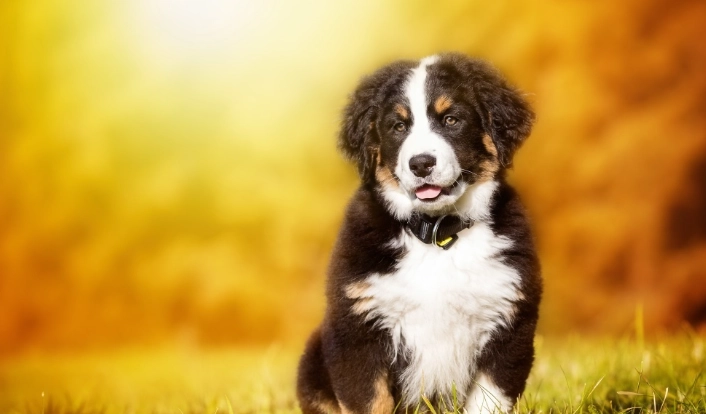 鄰居狗吵解決方法