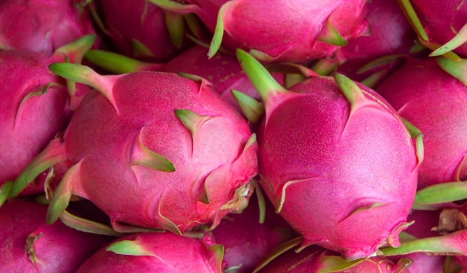 火龍果尿液變色