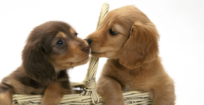 狗肉瘤症狀 狗肉瘤症狀