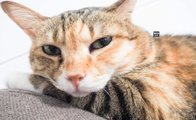 貓肥大細胞瘤症狀