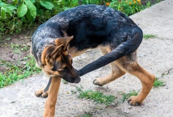 幼犬咬尾巴原因