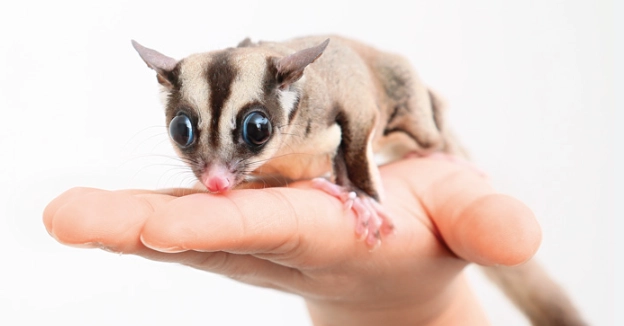 蜜袋鼯健康問題