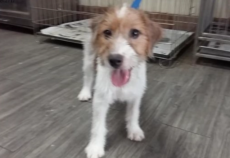 長毛傑克羅素梗