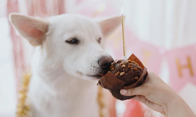 幼犬不吃飯 幼犬不吃飯
