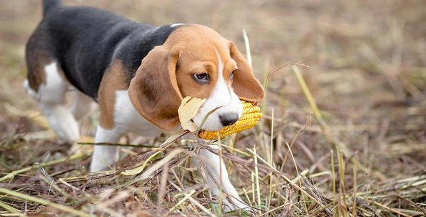 小狗玉米飲食禁忌 小狗玉米飲食禁忌