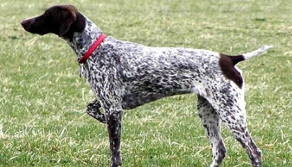 狗狗感冒吃什麼藥 狗狗感冒吃什麼藥