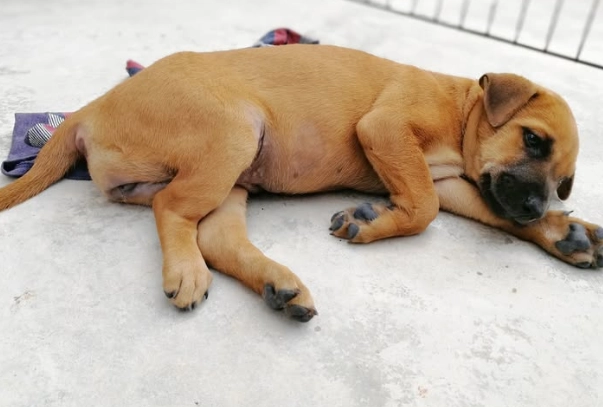 寵物急救處理 寵物急救處理