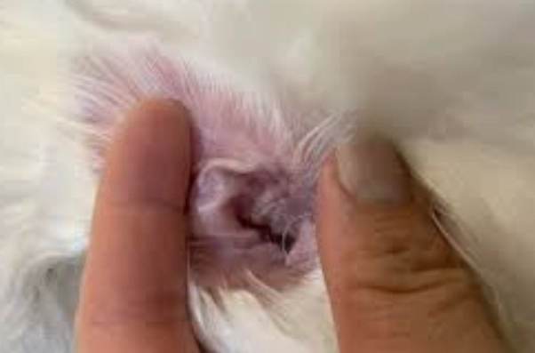 狗狗拔耳毛疼痛