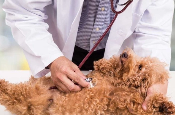 狗肺腫瘤治療 狗肺腫瘤治療